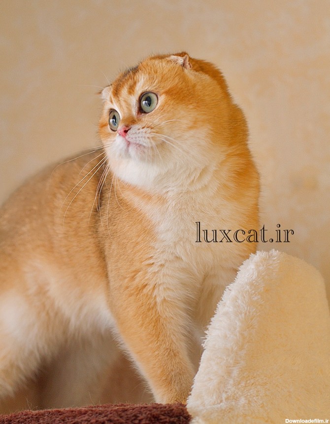 خرید گربه اسکاتیش فولد (Scottish Fold) - لوکس کت