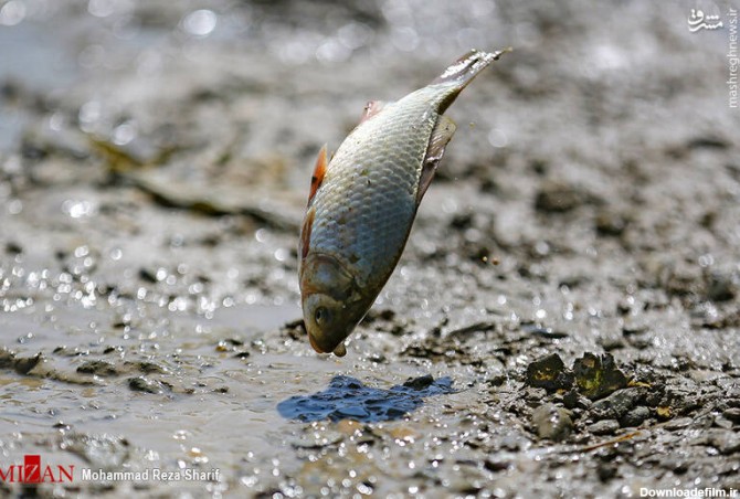 مشرق نیوز - عکس/ مرگ ماهی‌های زاینده رود