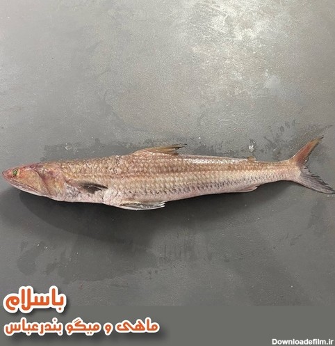 خرید و قیمت ماهی حسون یا کریشو تازه و صید روز ( 1 کیلو گرم ) از ...