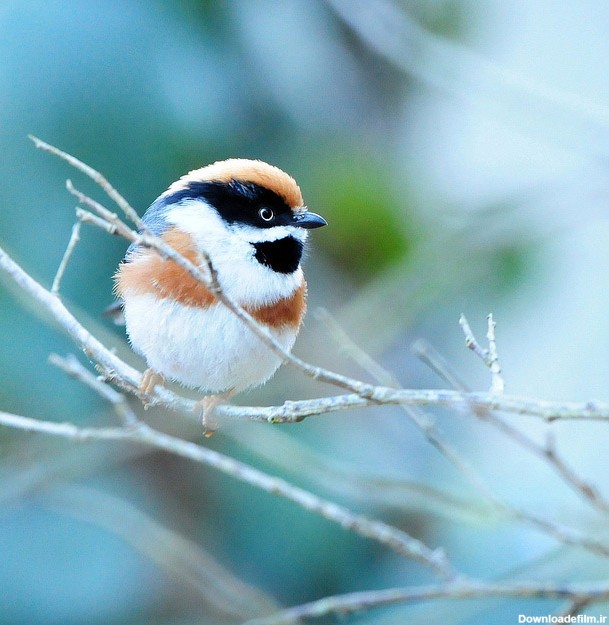 گالری عکسهای پرندگان زیبا در طبیعت -سری جدید - اطلاعات عمومی