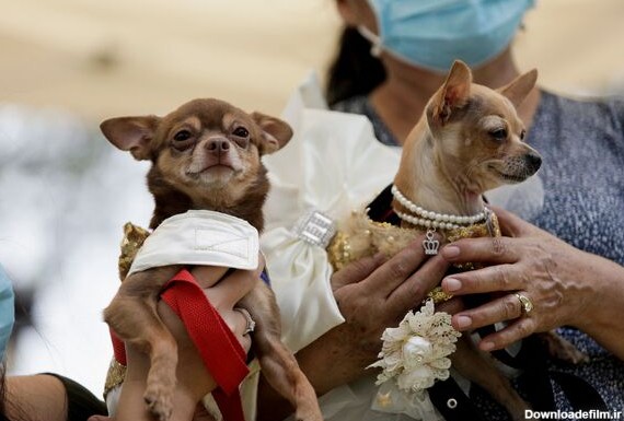 عکس عروسی سگ ها