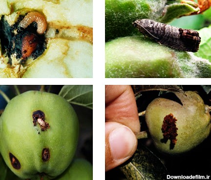 روش های مختلف کنترل کرم سیب در باغات | شرکت کشت و صنعت شهید مطهری ...