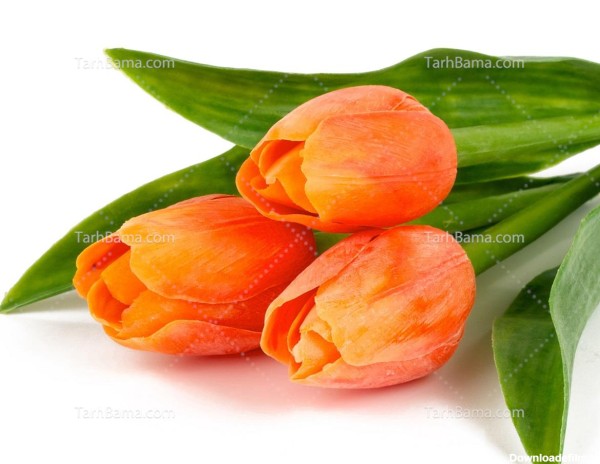 تصویر با کیفیت گل لاله نارنجی زیبا