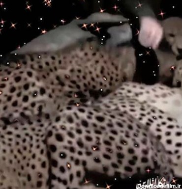 فیلم خوابیدن مرد ایرانی با یوزپلنگ های وحشی در ایوان خانه اش ! / حیرت می کنید !