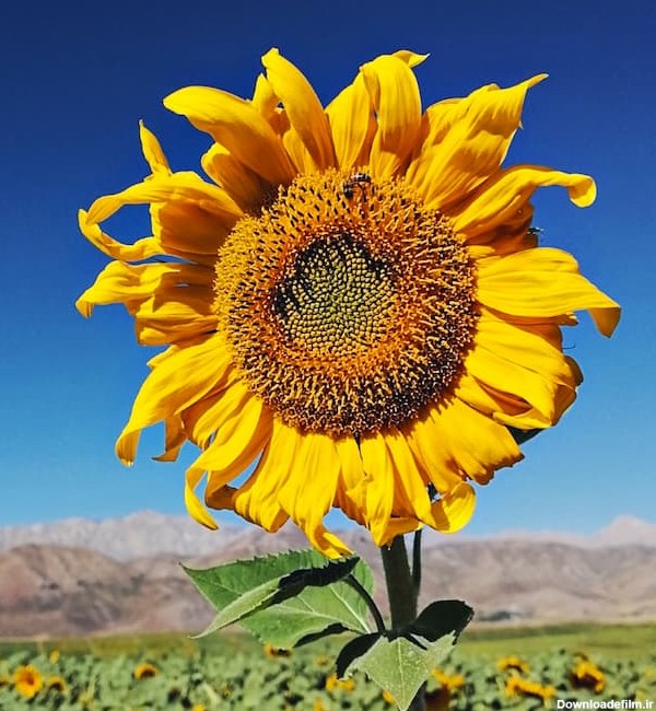 دانلود والپیپر طبیعت مزرعه گل آفتابگردان با کیفیت FHD | کپل آرت