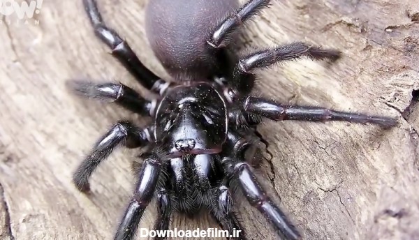 برترین ها : 5 تا از سمی ترین و خطرناک ترین عنکبوت های جهان !