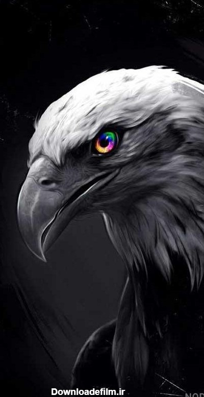 عکس عقاب زیبا برای تصویر زمینه - عکس نودی