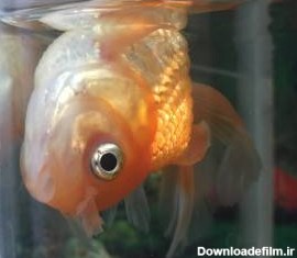 راز روی آب آمدن ماهی مرده + دلیل علمی