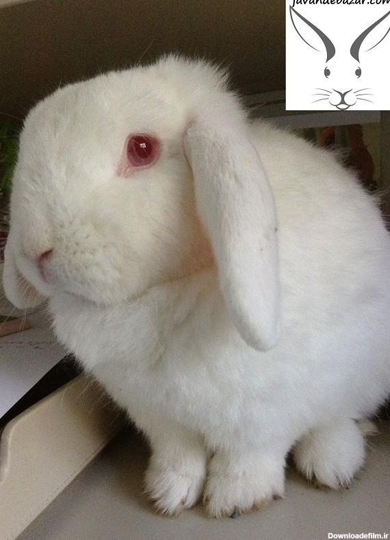 خرگوش چشم قرمز آلبینو - پت شاپ تخصصی جوندگان جونده بازار سفید