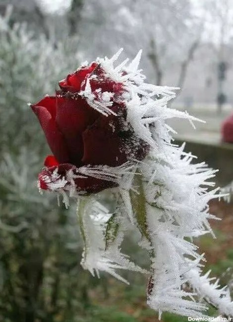 عکس گل یخ در برف