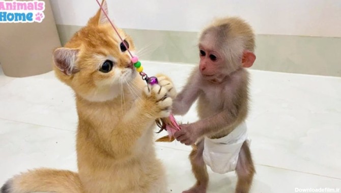 کلیپ حیوانات - میمون کوچولوی بازیگوش - میمون بی بی و گربه اودی