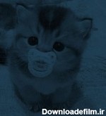 عکس های گربه ی کیوت / بهترین تصاویر گربه ی کیوت [پیشنهادی] | تاوعکس