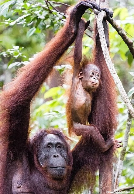 تصاویر آموزش شادی میمون مادر به فرزندش | آوا