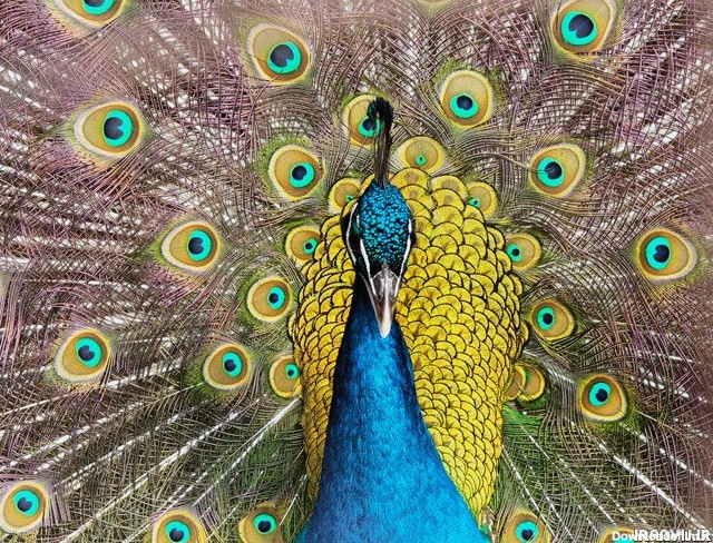 تصاویر بسیار زیبا از طاووس
