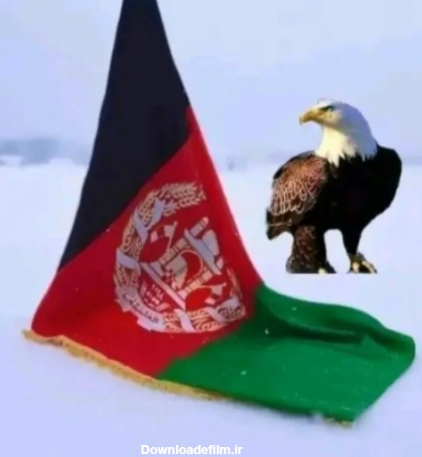 عقاب هرات - عکس ویسگون