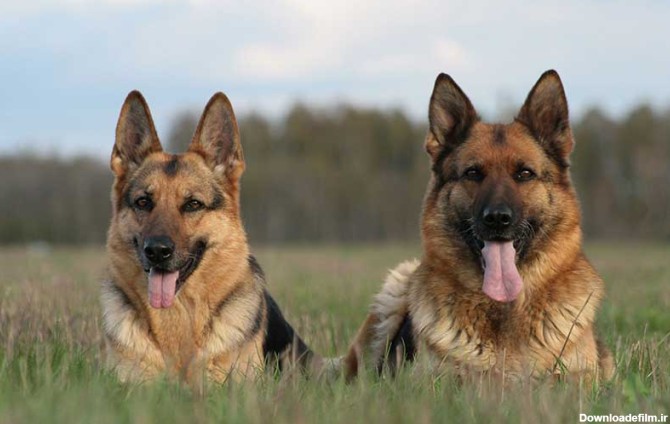 دو سگ ژرمن شپرد که روی جمن‌ها کنار هم نشسته‌اند