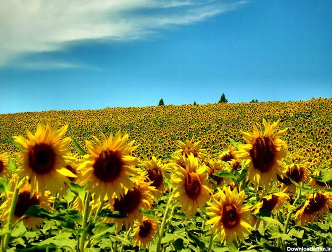 عکس پروفایل منظره تابستانی