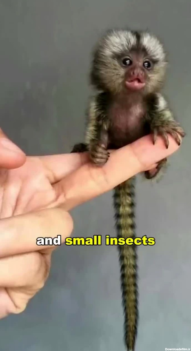 ببینید | با کوچک‌ترین میمون جهان آشنا شوید