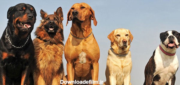 گالری عکس سگ نگهبان؛ عکس سگ های نگهبان واقعی و بامزه! | ستاره