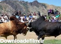 ورزاجنگی، مراسم شرط بندی بر سر دیوانه‌کردن گاوها +عکس | جمهوریت