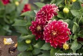 نحوی کاشت پیاز کوکب - فوت و فن های باغبانی | سایت گل و گیاه نارگیل