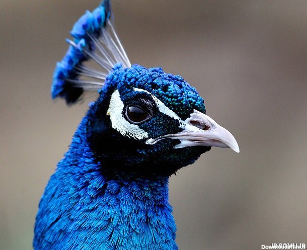 تصاویر بسیار زیبا از طاووس