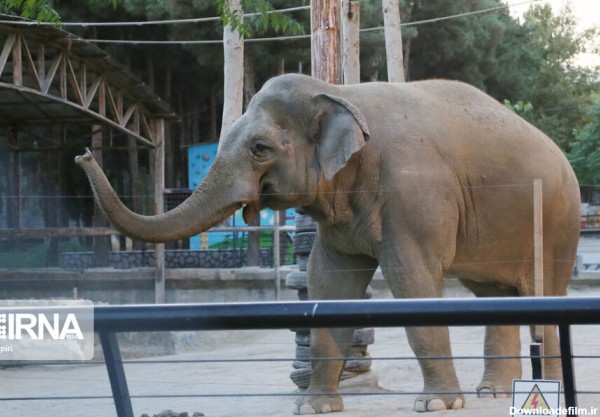 خبرآنلاین - تصاویر | از شیر و ببر تا فیل و ایگوانا در باغ وحش ارم