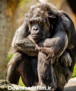 عکس زمینه شامپانزه نشسته