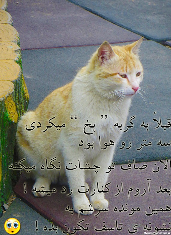 عکس نوشته و جملات زیبا | گربه