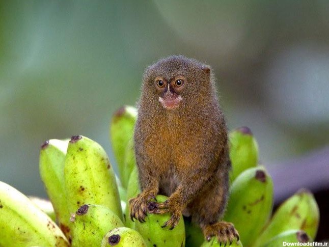 کوچک‌ترین میمون جهان - خبرگزاری سیناپرس