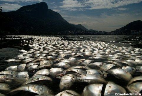 آخرین خبر | عکس/ ساحلی با ماهی های مرده