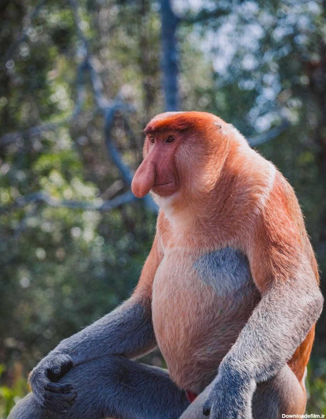 Proboscis Monkey Appreciation Blog — monsterhunter439 ...