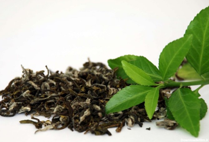 کاشت و تکثیر بوته چای در گلدان و باغچه خانه
