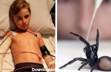 مرگبارترین عنکبوت جهان پسر بچه 10 ساله را گزید + عکس- اخبار ...