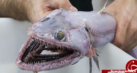 مارمولک ماهی؛ عمیق‌ترین شکارچی دنیا +عکس