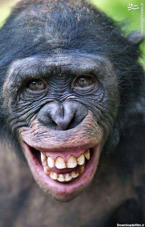مشرق نیوز - عکس/ شادی شامپانزه