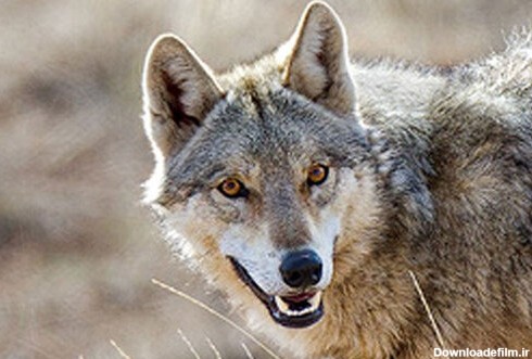 حمله گرگ‌های گرسنه به دو زن در خلخال/ عکس - خبرآنلاین