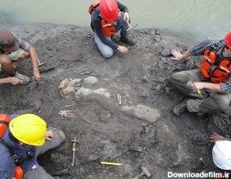 کشف بقایای گاو دریایی ۲۰ میلیون ساله در پاناما