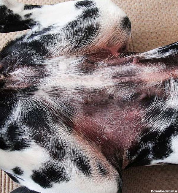 هفت بیماری پوستی در سگ ها و درمان آن | مربی سگ