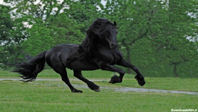 تصاویری ناب از زیباترین اسب جهان