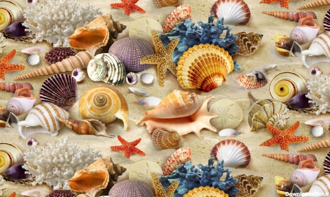عکس زیباترین صدف های دریایی - عکس نودی
