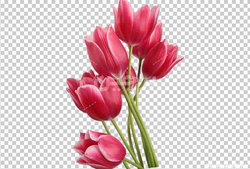 Borchin-ir-red tulip flower_png دانلود نقاشی دیجیتال گل لاله۲