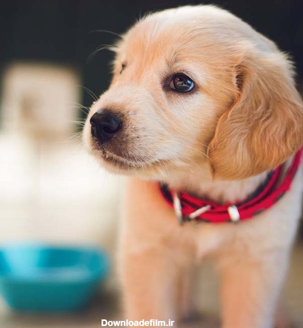 عکس یک توله سگ کوچک - عکس ویسگون