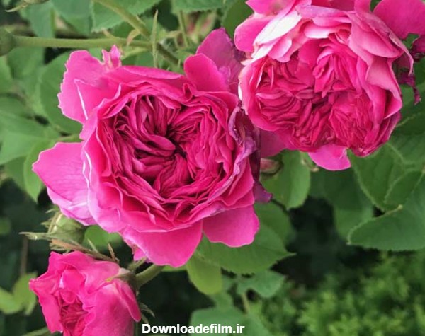 زیباترین انواع گل رز که باغچه شما را چشم‌نواز می‌کنند - چطور