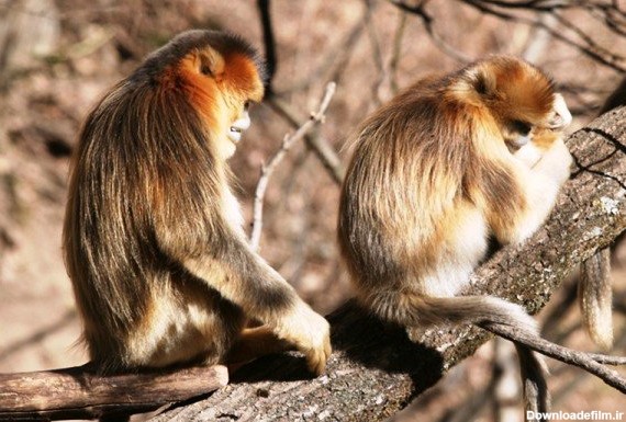 وجود حس دلسوزی در میمونها - قدس آنلاین