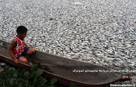 آخرین خبر | عکس/ ماهی های مرده در دریاچه