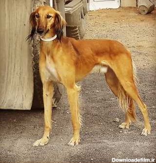 سگ های تازی مخصوص شکار - خدمات دام و حیوانات خانگی