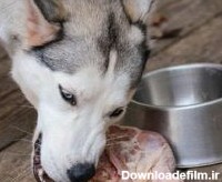 غذای سگ های هاسکی چیست؟| نکات مهم درباره غذای سگ هاسکی!