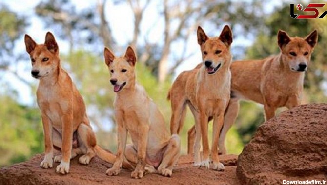 دینگو ها قدیمی ترین نژاد سگ جهان را بشناسید + عکس گرگ ترین سگ هایی که