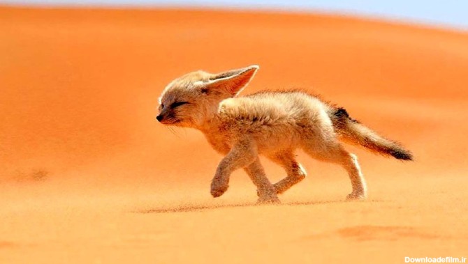 فرارو | (ویدئو) روباه صحرا مار خطرناک را می‌خورد